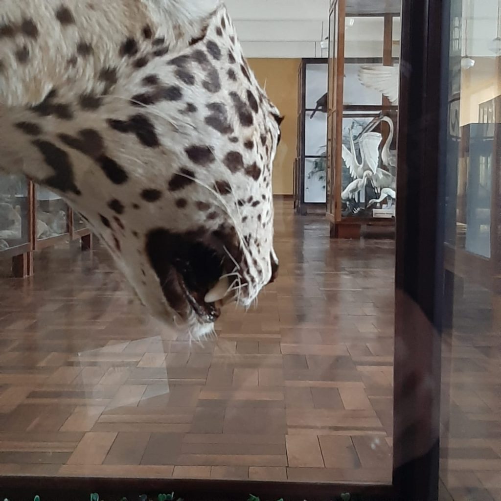 Acervo Zoológico